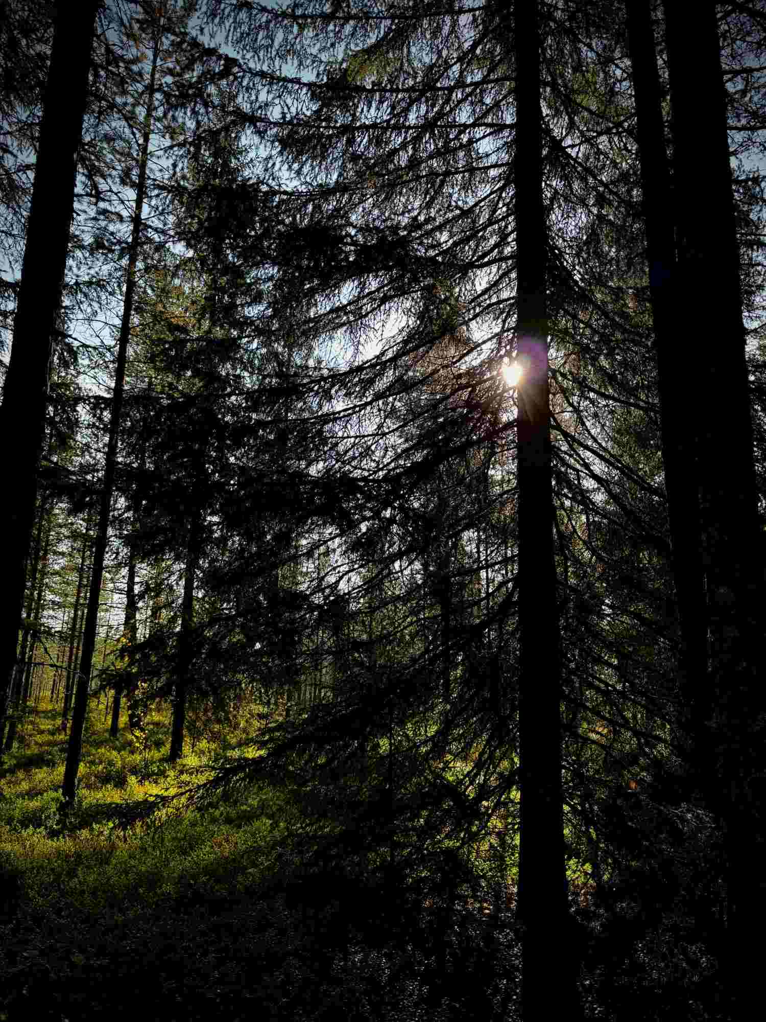 Kuolinpesän metsätilan myynti